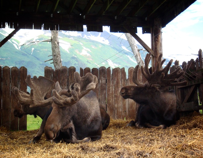 AK Moose at Park